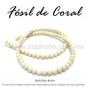 Fósil de coral, bola lisa 4mm